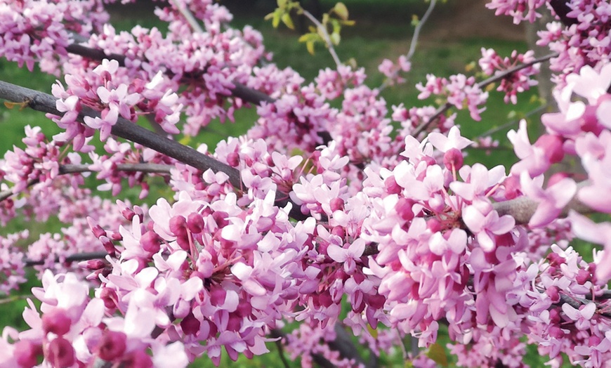 Image 8: Colour Changing Garden Trees - 4 Varieties - up to 3 Potted Plants