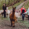 Image 1: Alpaka Gruppenwanderung für 2 Personen