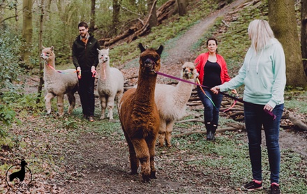 Alpaka Gruppenwanderung für 2 Personen - Konigs Alpakas