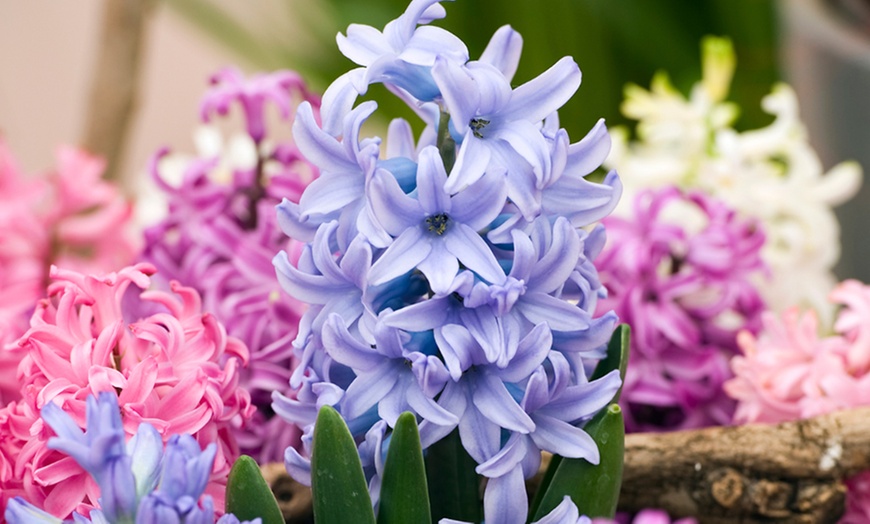 Image 3: Lot de 10, 15, 20, 25 ou 40 bulbes de jacinthe