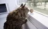 SmartyKat Catnip Kiss Compressed Catnip Ball Toys for Cats & Kittens - 5-Set