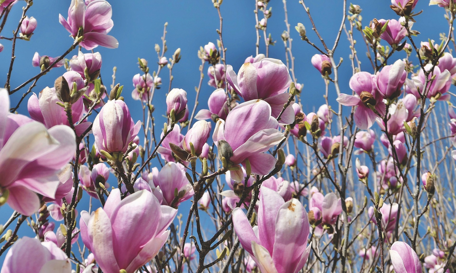 Set de plantas de Magnolia