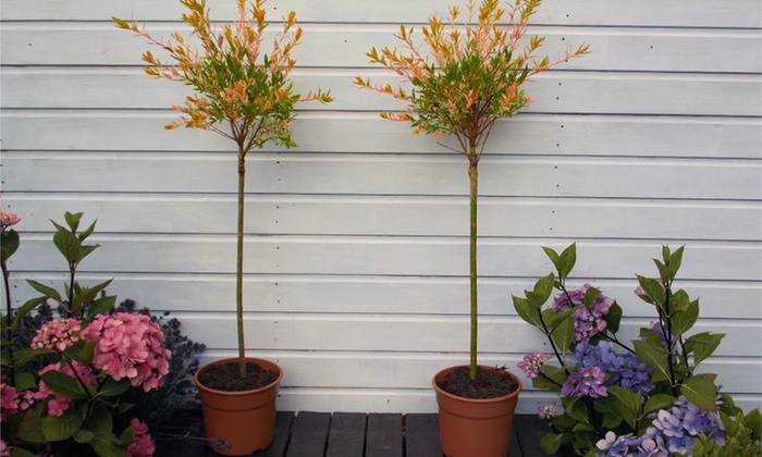 Two Salix Flamingo Trees | Groupon Goods