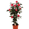 Image 4: 1 ou 2 arbustes de camélia du Japon XL de Gardenzo
