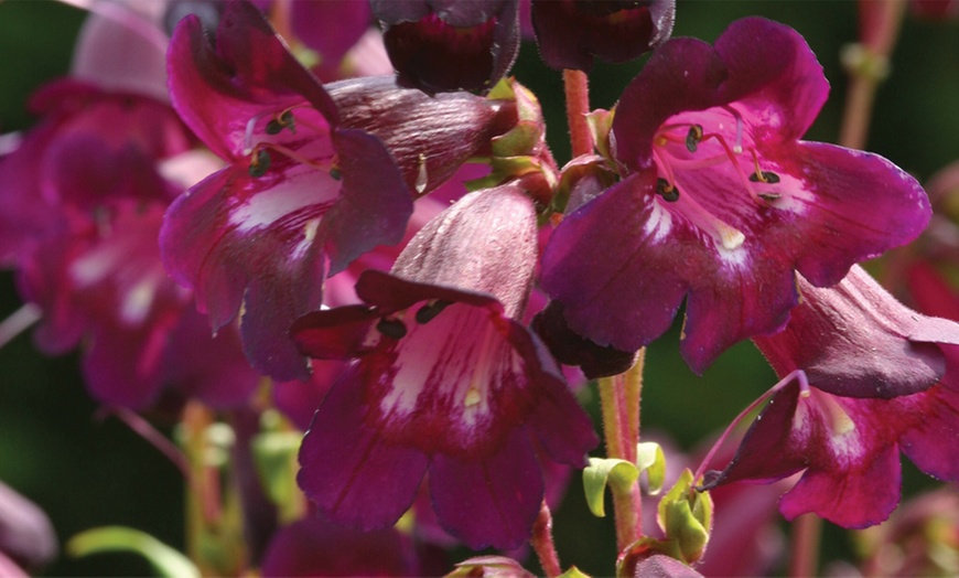 Image 4: 12 or 24 Hardy Penstemon Plants