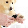 Image 4: Pet Grooming Nail Grinder