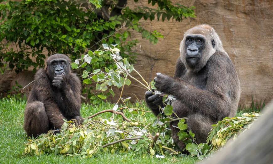 Image 16: Vive un viaje educativo y salvaje con una entrada a Bioparc Fuengirola