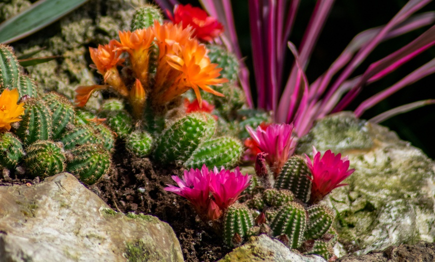 Image 5: Up to Three Hardy Garden Cactus Plants