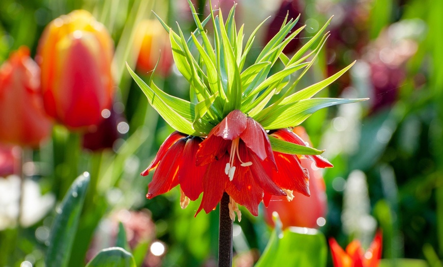Image 2: 3 bulbi di Fritillaria Lutea e Rubra