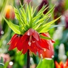 Image 2: 3 bulbi di Fritillaria Lutea e Rubra