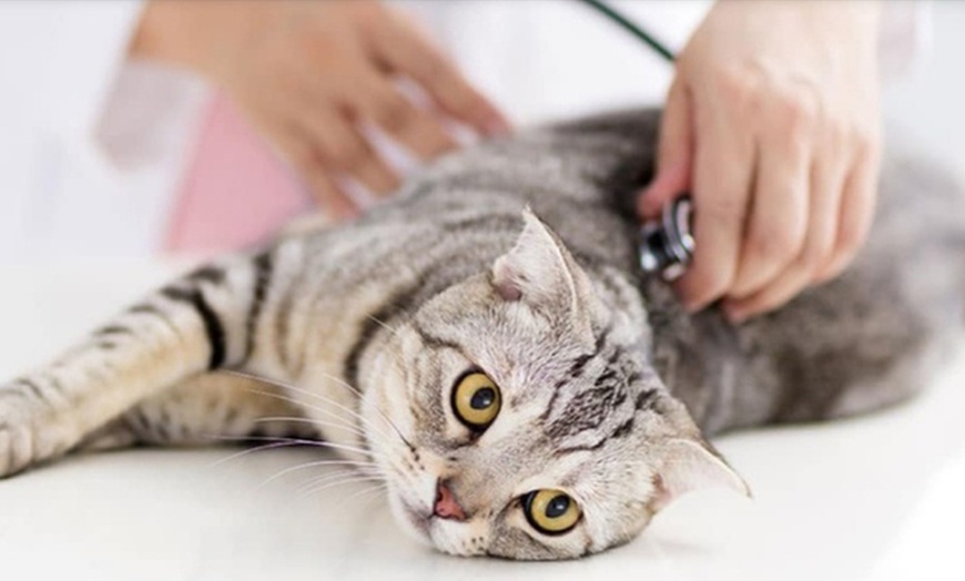 Image 1: Veterinary Examination at Pet Connection Veterinary Clinic