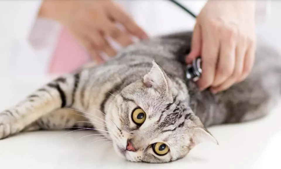 Make Sure Your Furry Friend is Safe and Healthy with Thorough Exam and Diagnostics at Pet Connection Veterinary Clinic - Primary Image