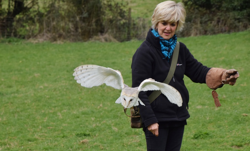 Image 5: Two-Hour Owl Experience