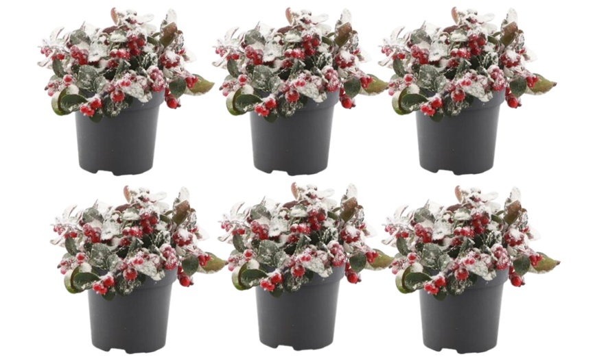 Image 4: Pack de 6 plantes avec baies rouges 