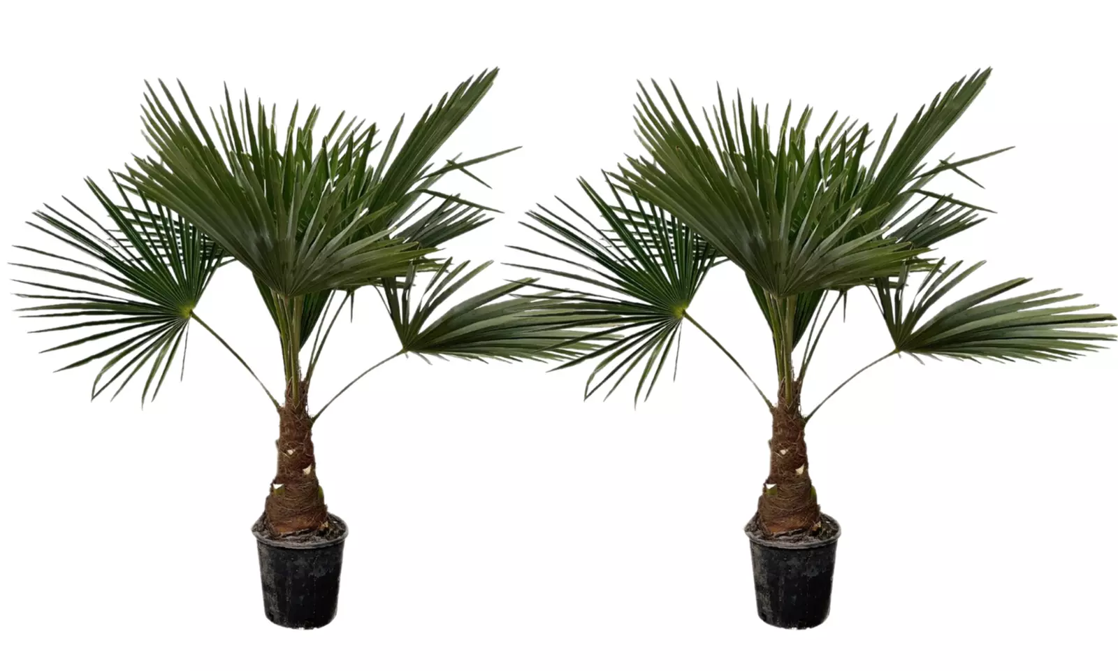 1x oder 2x Chinesische Hanfpalme in der Größe nach Wahl - Second Medium