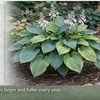 Image 5: Giant Hosta Perennial Bare Root Collection (9 or 18 Pack) – Live Garden Plants + Free Shipping (Up to 29%Off)