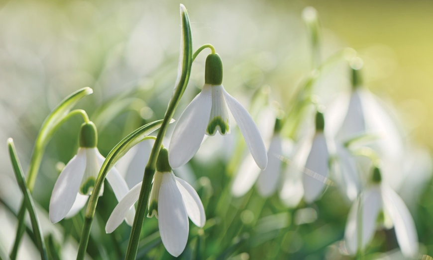 Image 5: Woodland Spring Bulbs In the Green