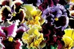 Vibrant Winter Flowering Pansy Mixes - up to 72 Plants - Image 7