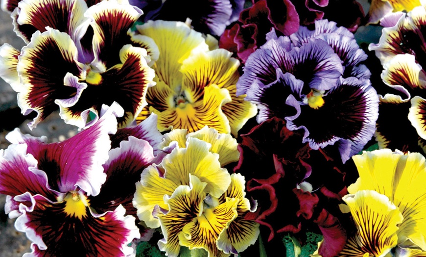 Image 7: Vibrant Winter Flowering Pansy Mixes - up to 72 Plants