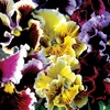 Image 7: Vibrant Winter Flowering Pansy Mixes - up to 72 Plants