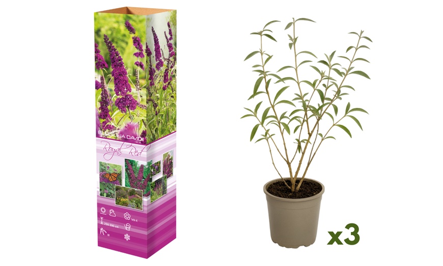 Image 2: Lot de 3 ou 8 plantes de Buddleja Davidii