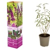 Image 2: Lot de 3 ou 8 plantes de Buddleja Davidii