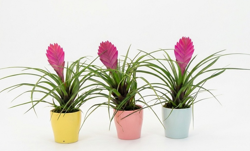 Image 2: Rootz Set of 3 Tillandsia Cyanea Pastel Houseplants with Pot
