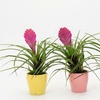 Image 2: Rootz Set of 3 Tillandsia Cyanea Pastel Houseplants with Pot