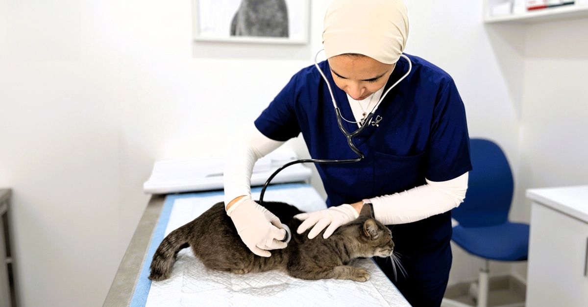 Comprehensive Vet Care: Vaccinations, Surgeries, X-rays For Pets Comprehensive Vet Care: Vaccinations, Surgeries, X-rays For Pets