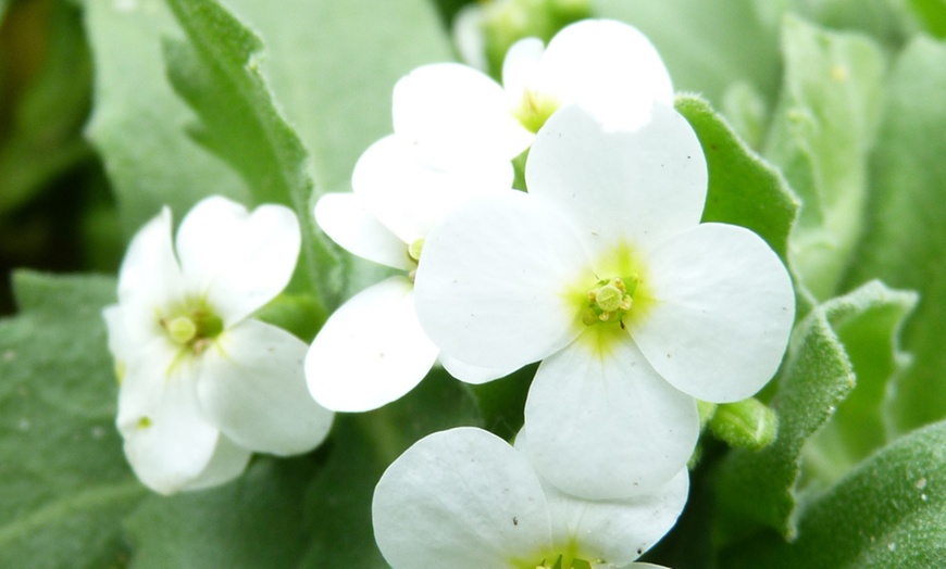 Image 6: Mixed Seasonal Alpine/rockery Plants - Potted or Plug Plants