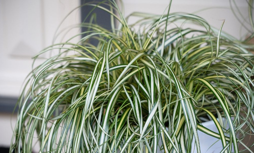 Image 4: Carex 'Moon Falls' - 1, 2 or 3 potted Plants 