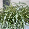 Image 4: Carex 'Moon Falls' - 1, 2 or 3 potted Plants 