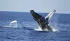 See and listen to humpback whales on a 2-hour Waikiki cruise with live hula, local treats, and a free return guarantee!