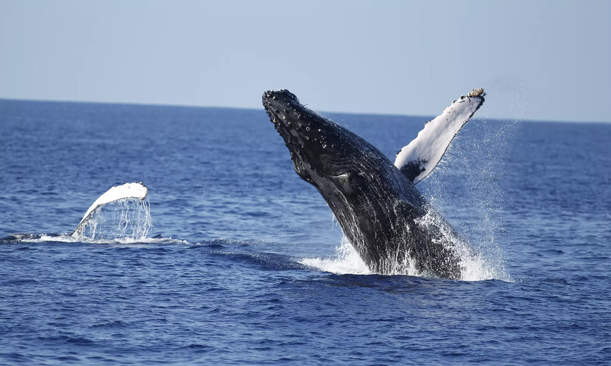 Experience Hawaii’s Humpback Whales: 2-Hour Waikiki Cruise