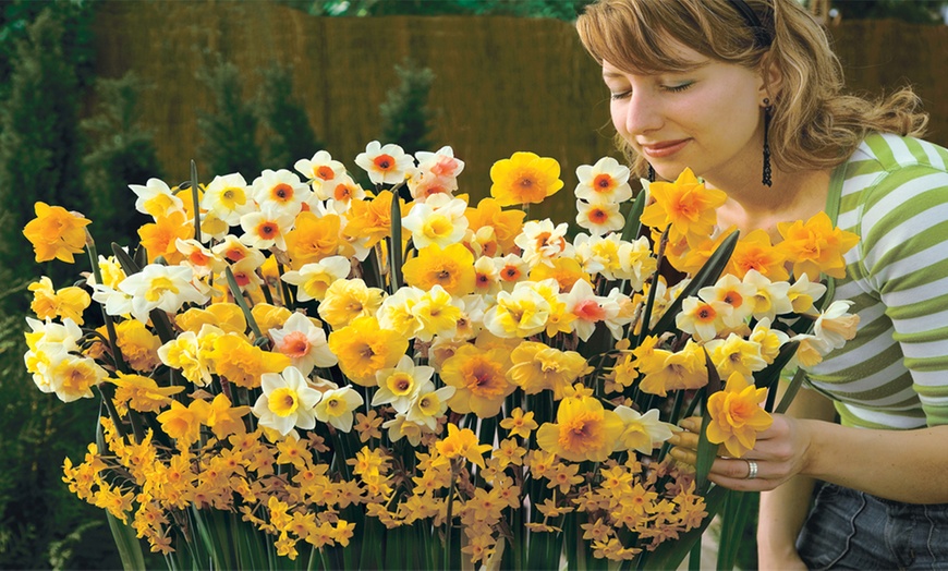 Image 2: Sweet Aroma Scented Daffodils