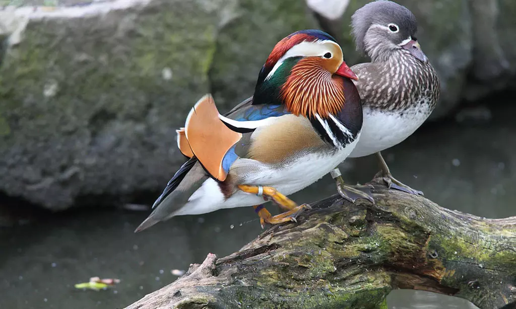 Tageskarte für den Tierpark Herborn für 1-2 Erwachsenen & 2 Kindern