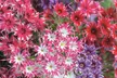 15 or 30 Phlox Pop Stars Plug Plants - Image 5
