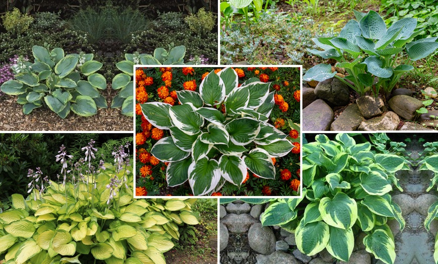 Image 1: Mixed Hardy Hosta Collection