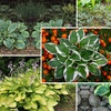 Image 1: Mixed Hardy Hosta Collection
