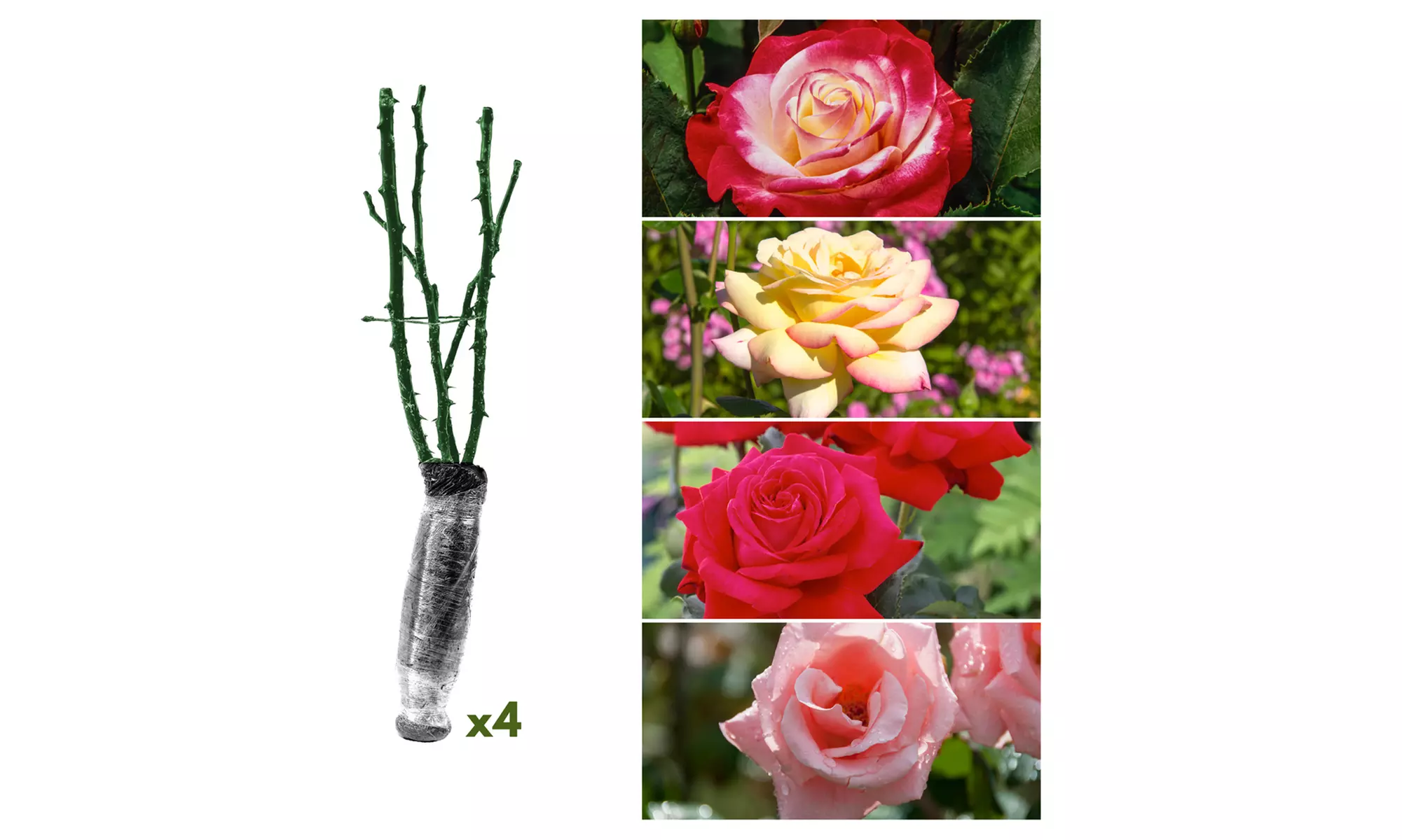 4x großblütige, düftende Rose - Primary Image