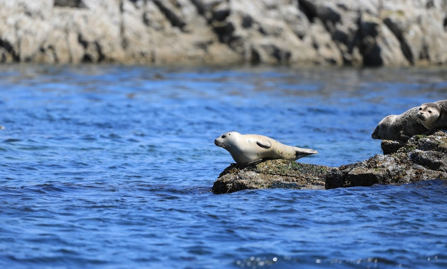 Image 2: Experience a 1/2 Day Eco Tour or Sunset Whale Watching for One or Two