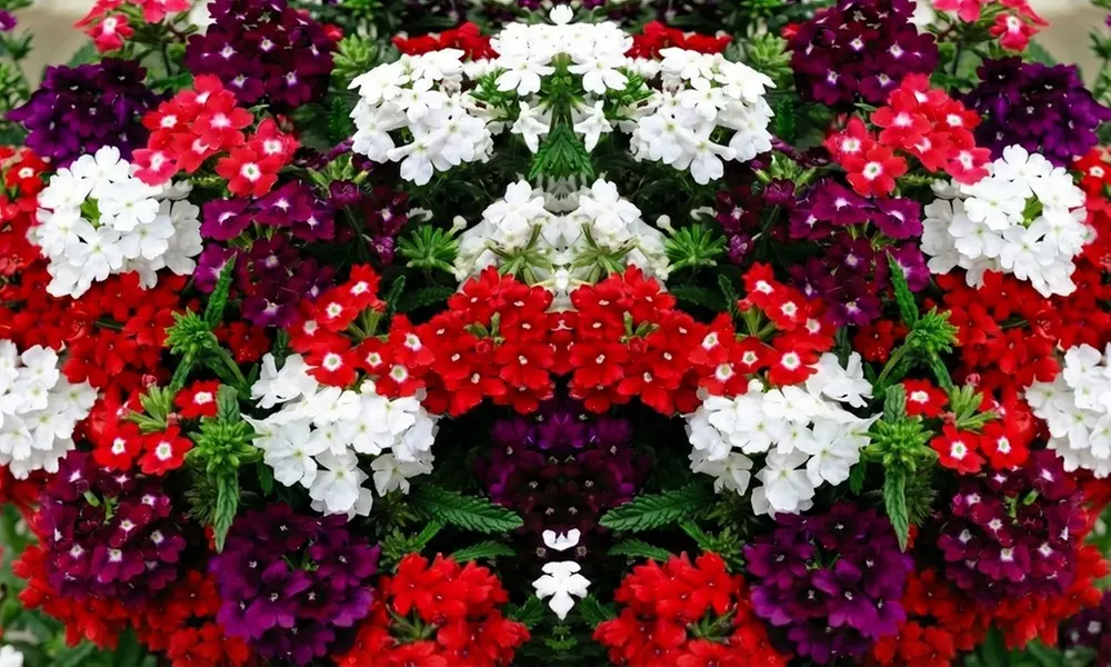 60 or 120 Mixed Summer Bedding Plants