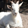 Image 6: Get Admission to Petting Zoo and Round of Mini Golf for 1, 2, 4, or 6 People (Up to  35% Off)
