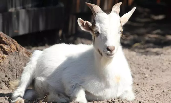 Admission to Petting Zoo and Round of Mini Golf for 1, 2, 4, or 6 