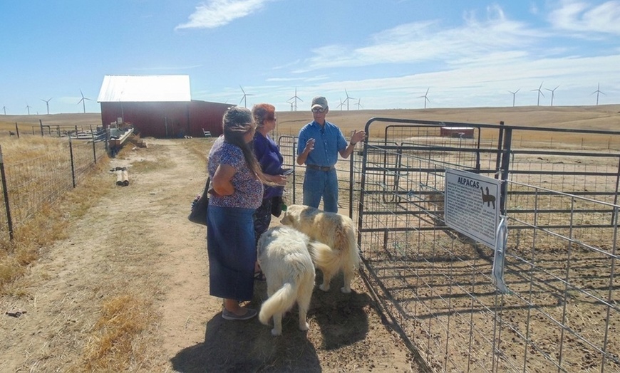 Image 2: Hands-On Ranch Tour with Alpacas & Farm Animals, CO