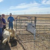 Image 2: Hands-On Ranch Tour with Alpacas & Farm Animals, CO