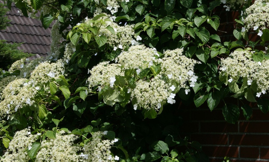 Image 6: Hortensias grimpants 30-40 cm