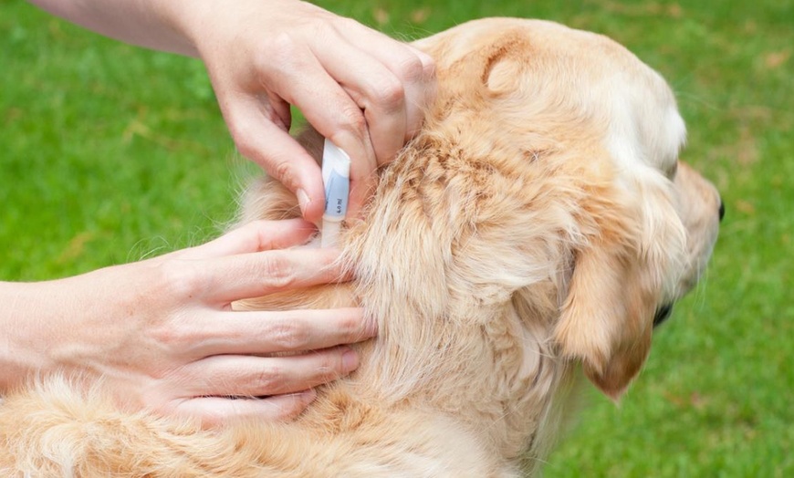 Image 1: One, Two or Four Packs of Dog Spot On Flea Treatment