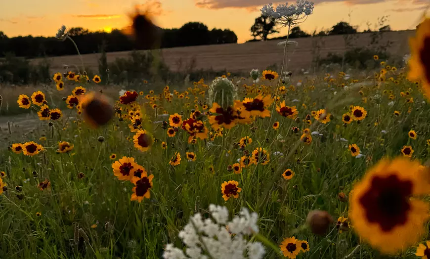 Image 6: Wildflower Meadow Afternoon Tea for Two or Four – Relax & Unwind at Finchingfield Lavender Field! (Up to 45% Off)