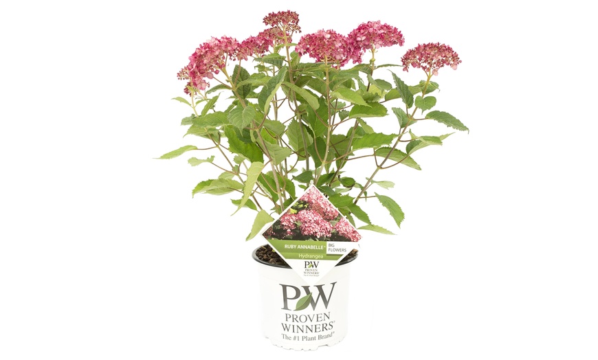 Image 3: Hortensia hydrangea "Ruby Annabelle"